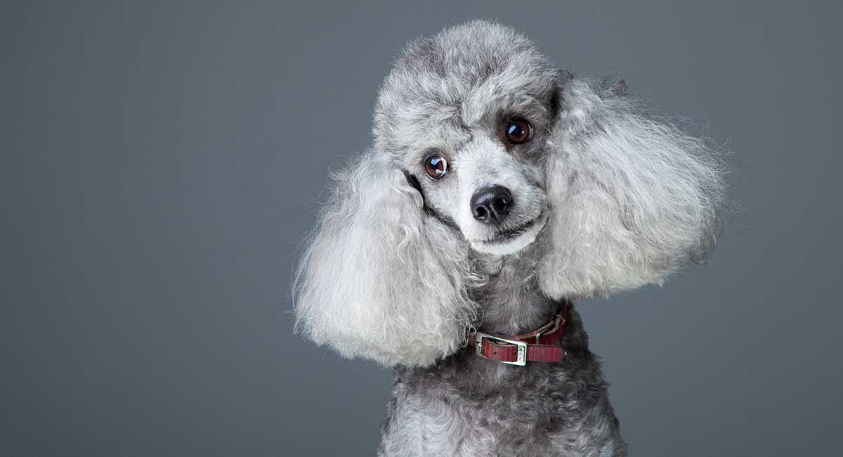 poodle ear cleaning