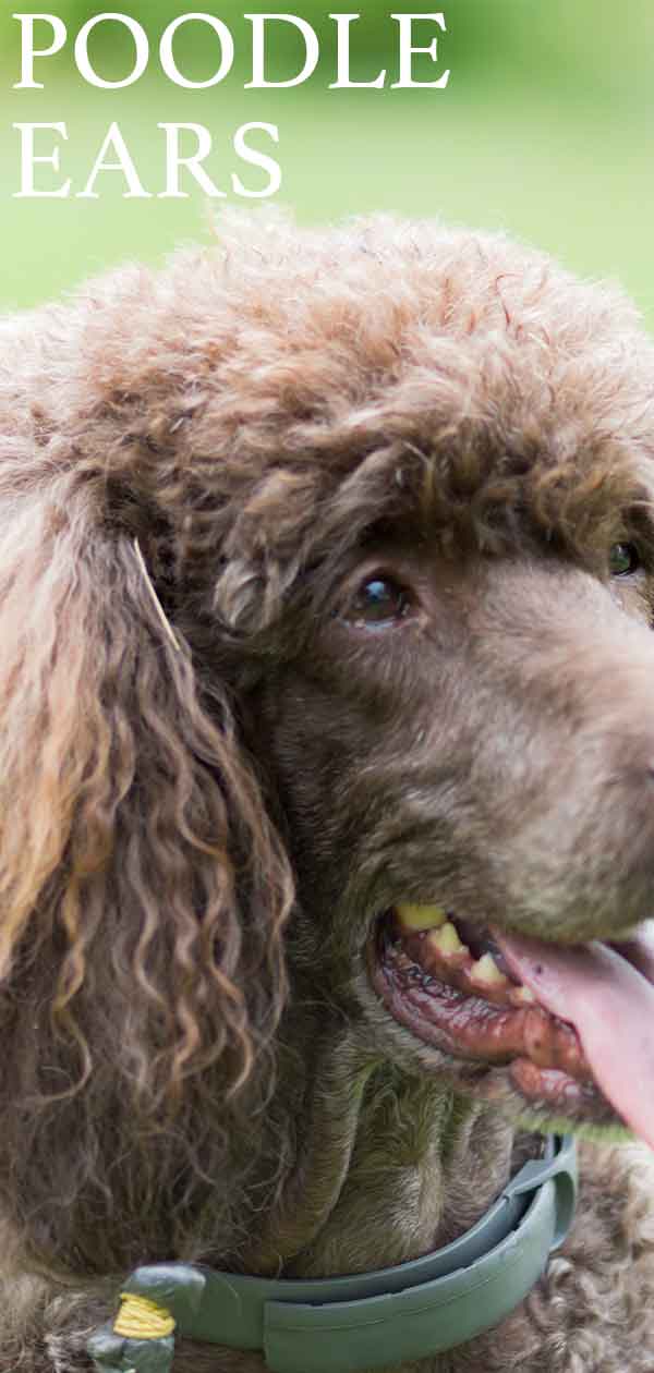 poodle ear cleaning