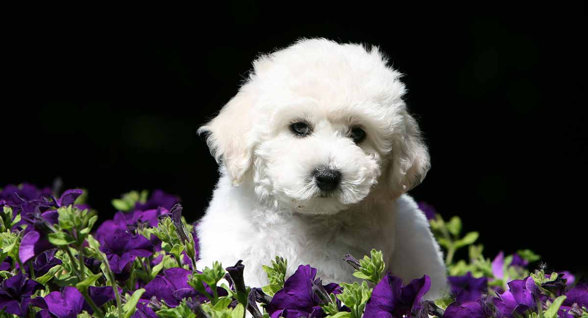 bichon frise x miniature poodle