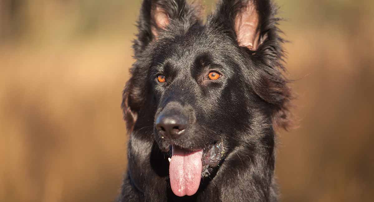Black German Shepherd Fascinating Facts About Your Favorite Dog