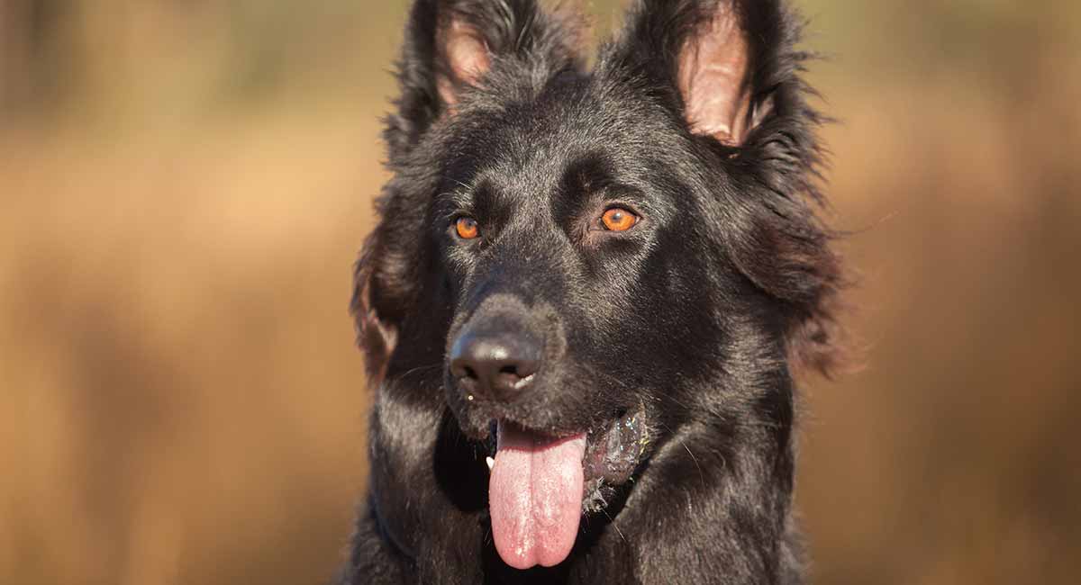 all black german shepherd