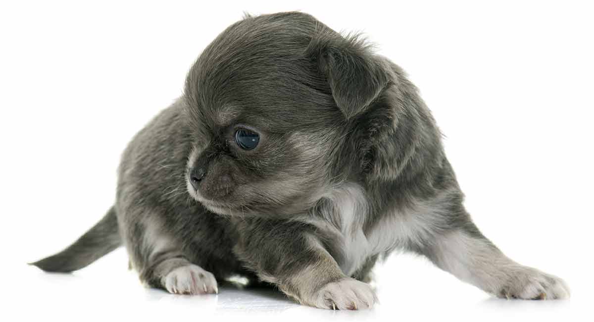 Blue Chihuahua Breed Standards and Hair Loss - wide 4