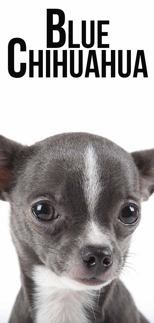 are blue chihuahuas rare