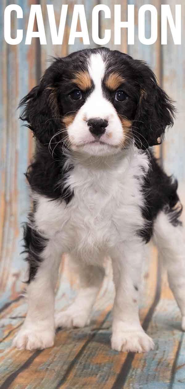 king charles spaniel bichon mix