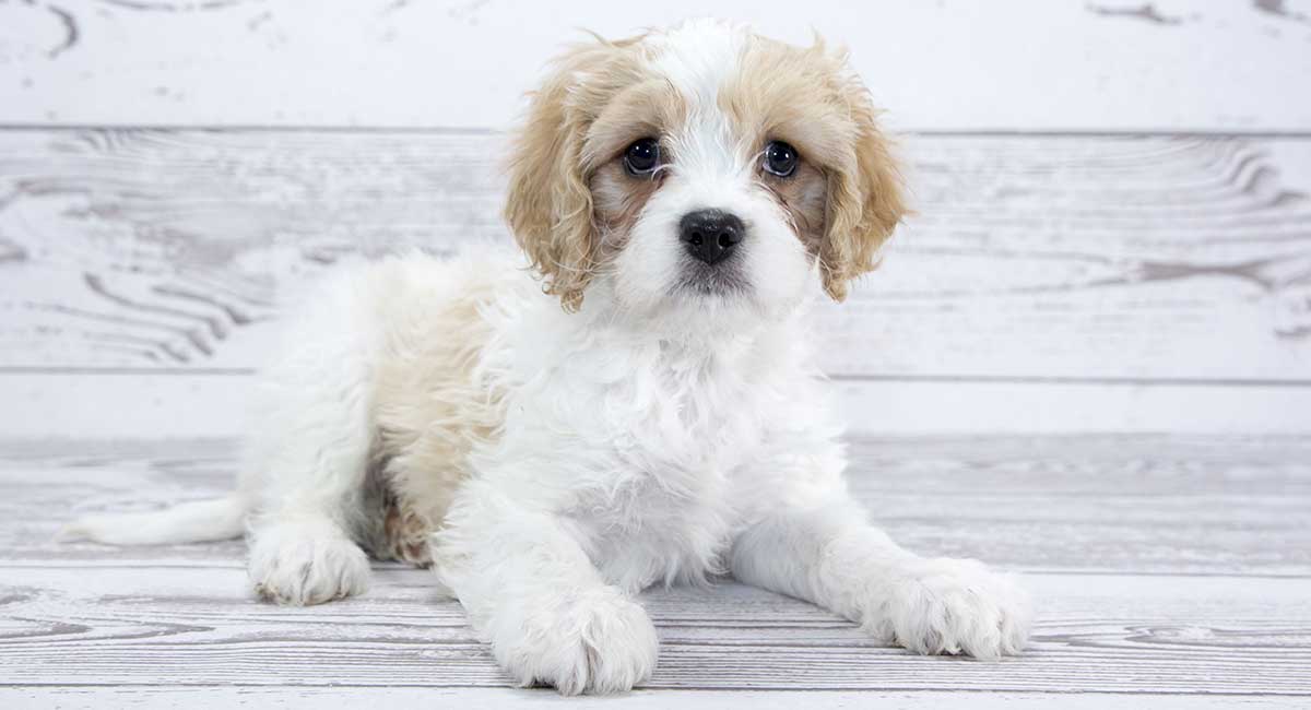 Cavachon Puppy Weight Chart