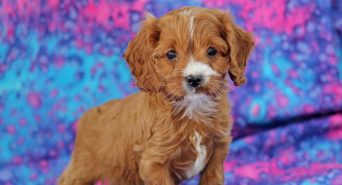 full grown king charles cavalier poodle mix