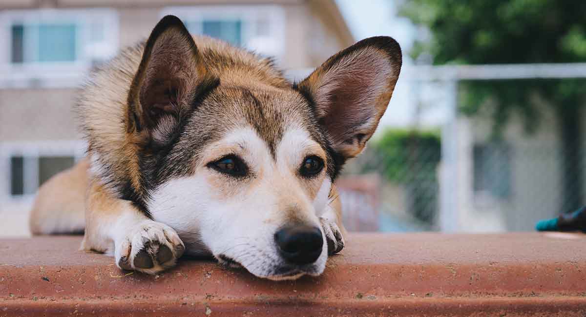 corgi husky dog