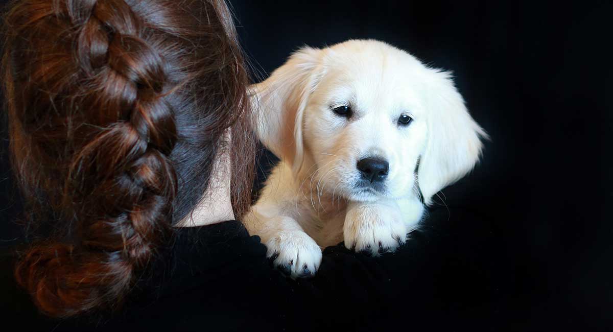 how can you tell what color a golden retriever puppy will be