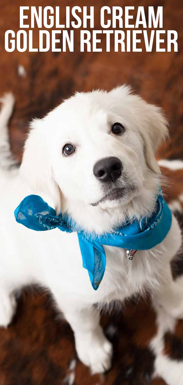 english cream golden retriever - what can their color