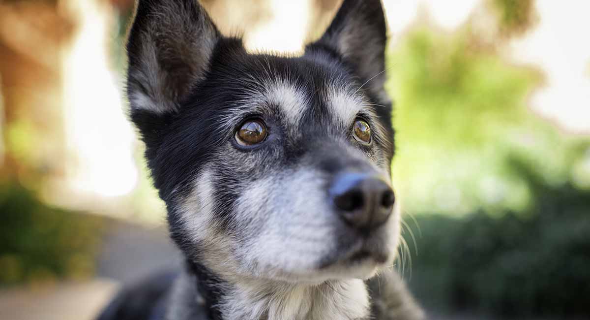 are german shepherds and huskies the same