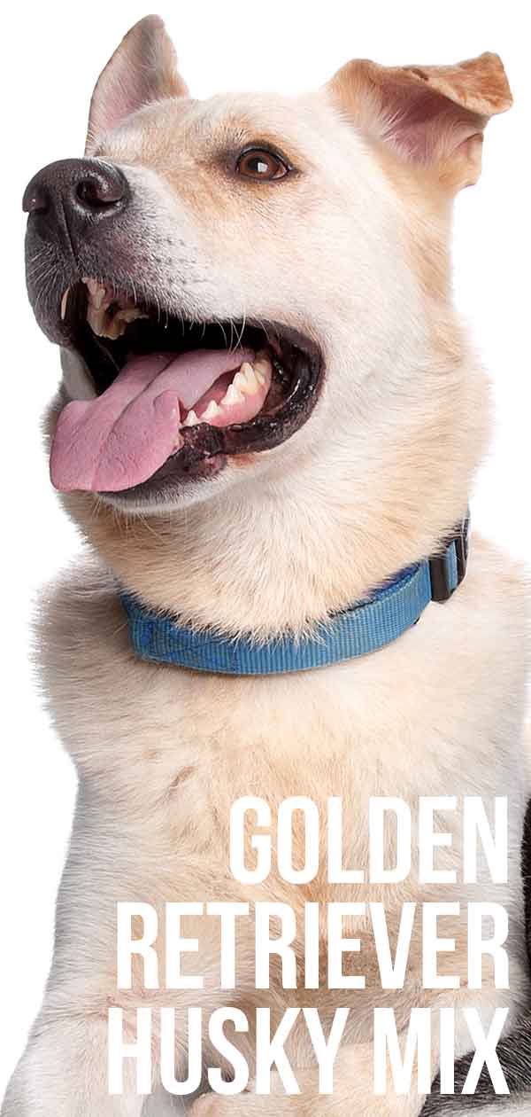golden retriever husky mix for adoption