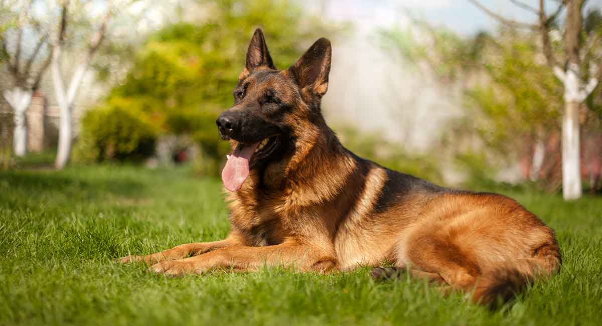 king shepherd german shepherd dogs