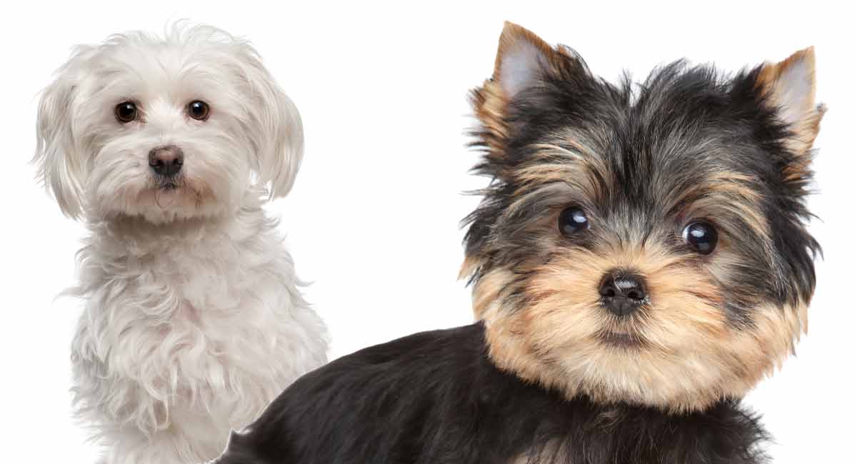 yorkie with maltese