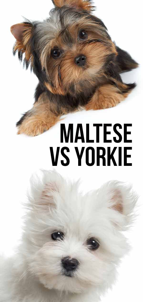 maltese vs yorkie