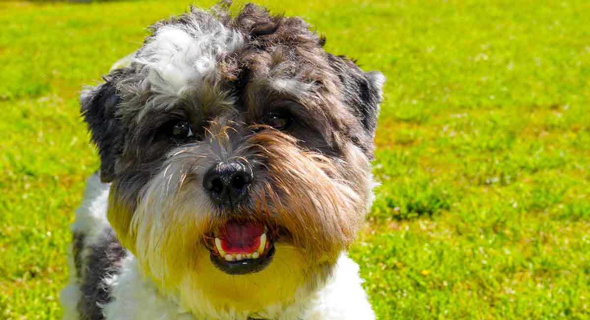 maltese poodle mix