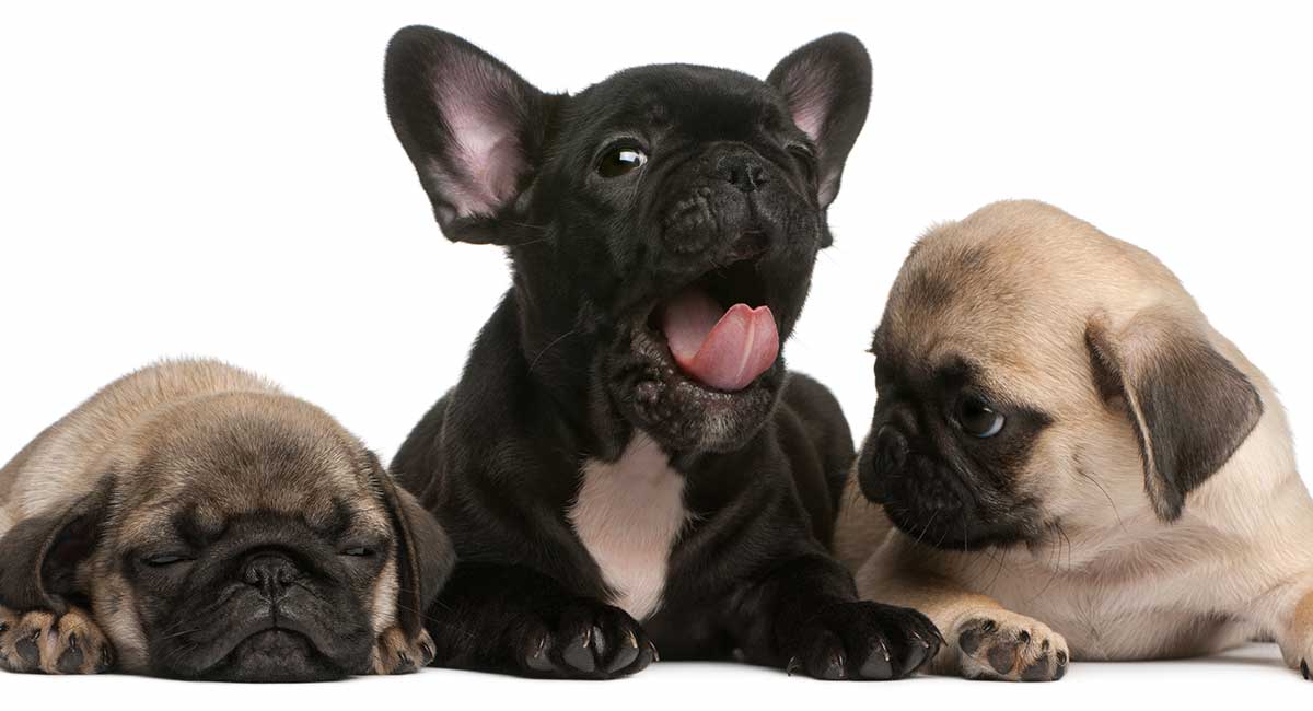 are pugs and french bulldogs similar