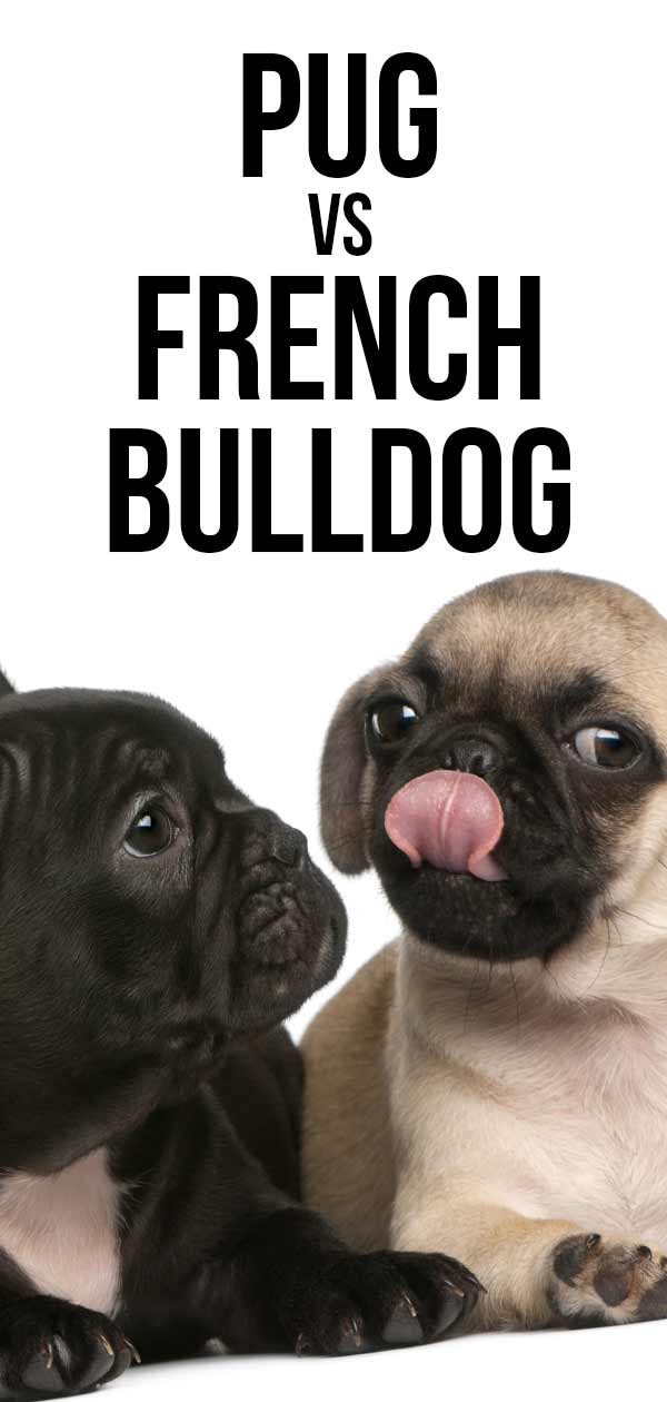 are french bulldogs healthier than pugs