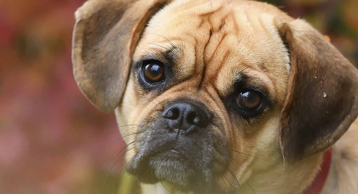 pug mix puppies