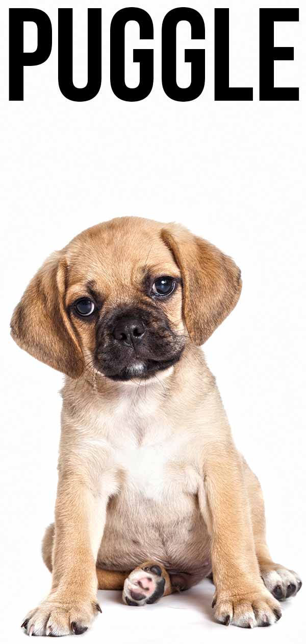 puggle