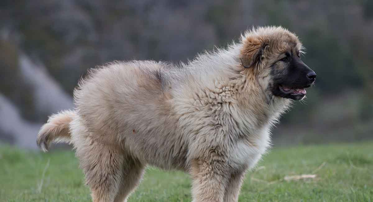 russian bear dog