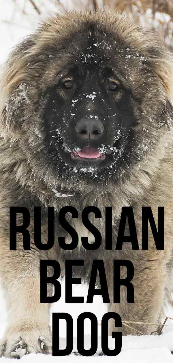 russain bear dog