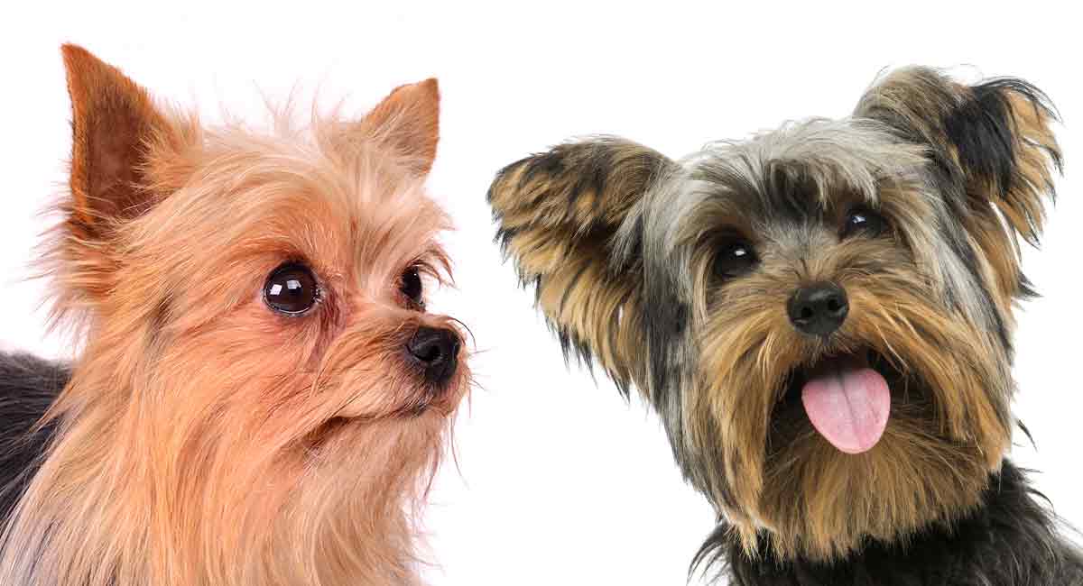 Silky Vs Yorkie Is The Silky Terrier Or Yorkshire Terrier Best For You