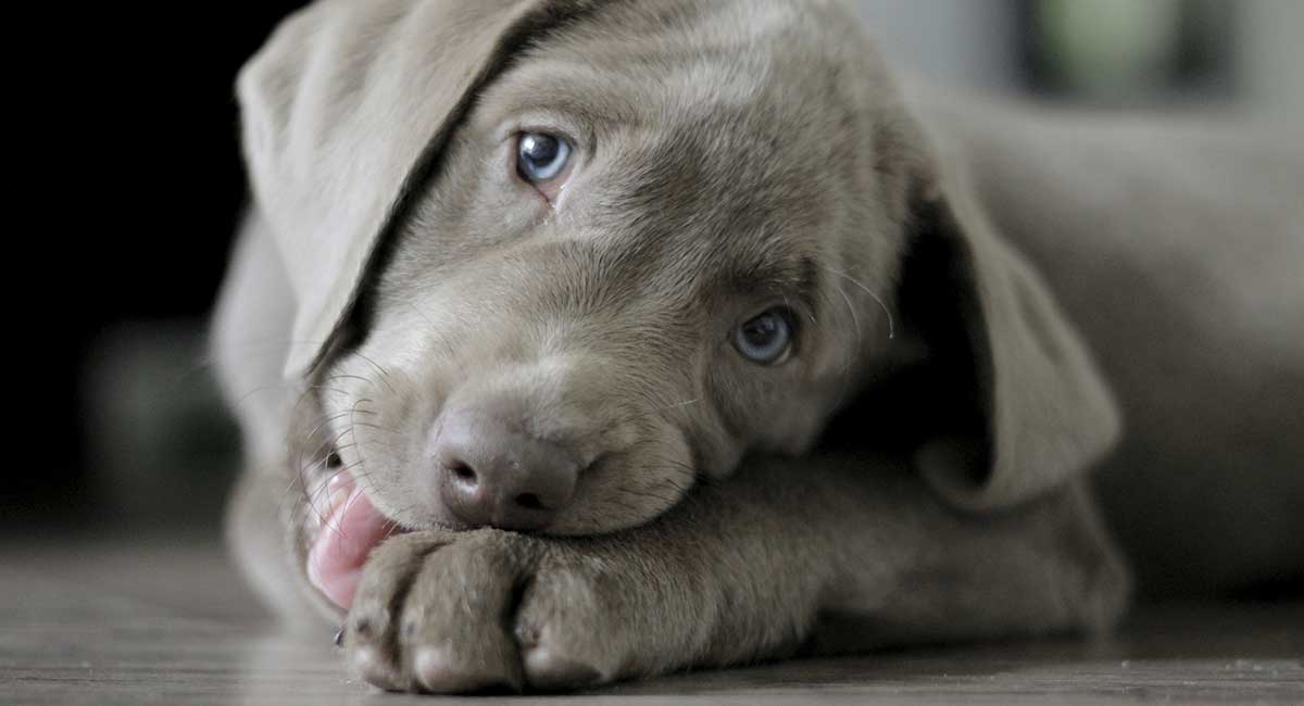 chocolate and silver lab mix