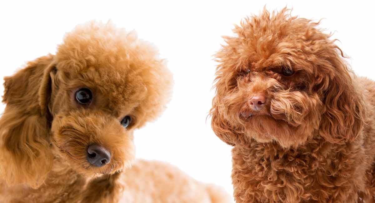 how much dor a toy poodle puppy mini