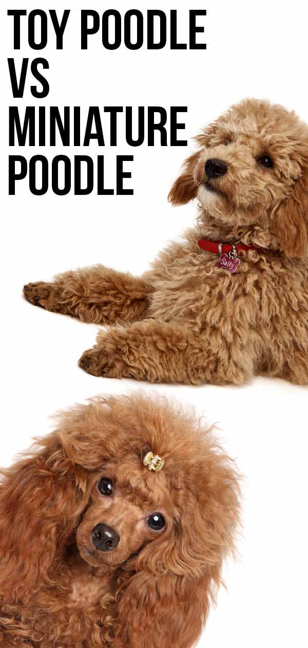 what's the difference between a toy and miniature poodle