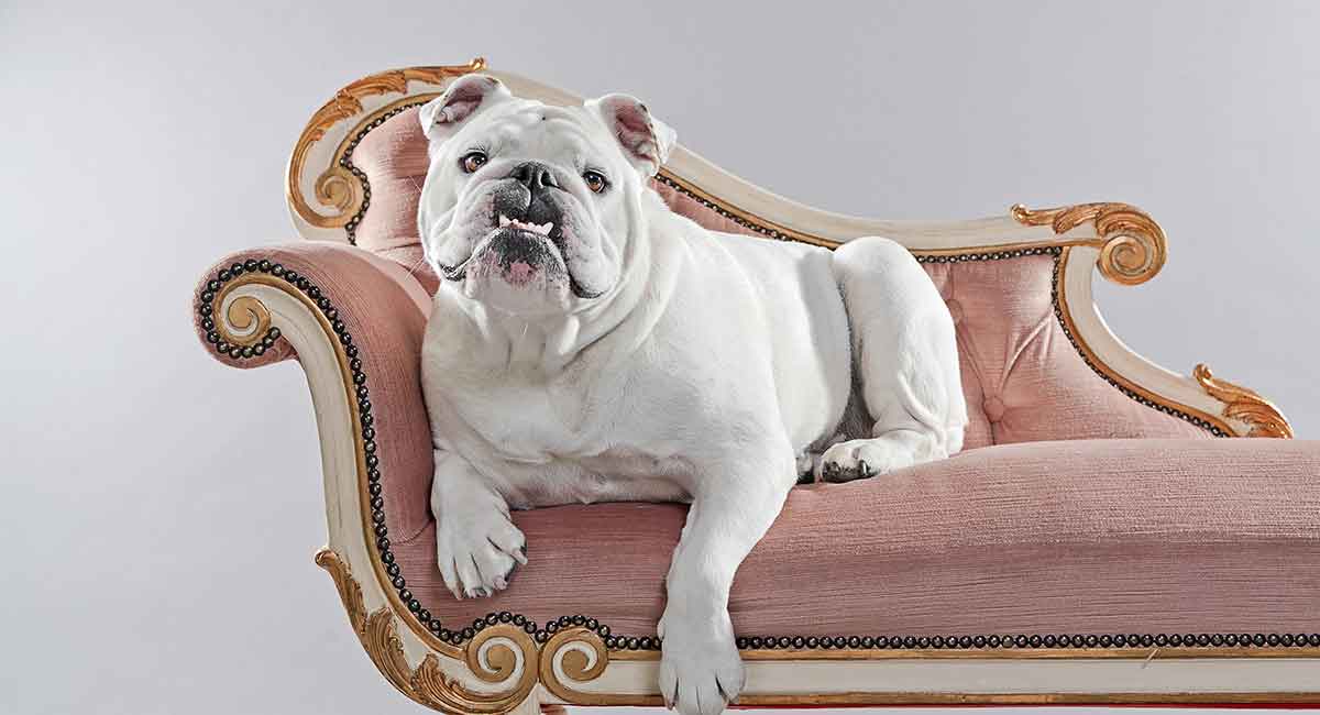 rare english bulldogs for sale