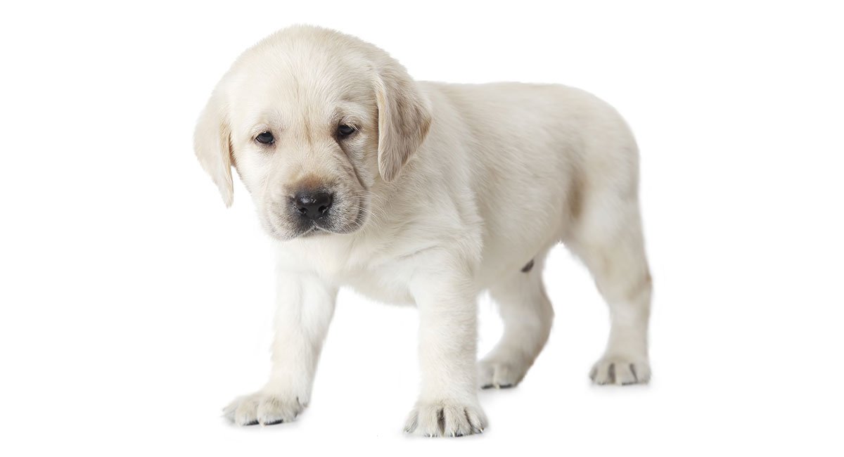 white labrador