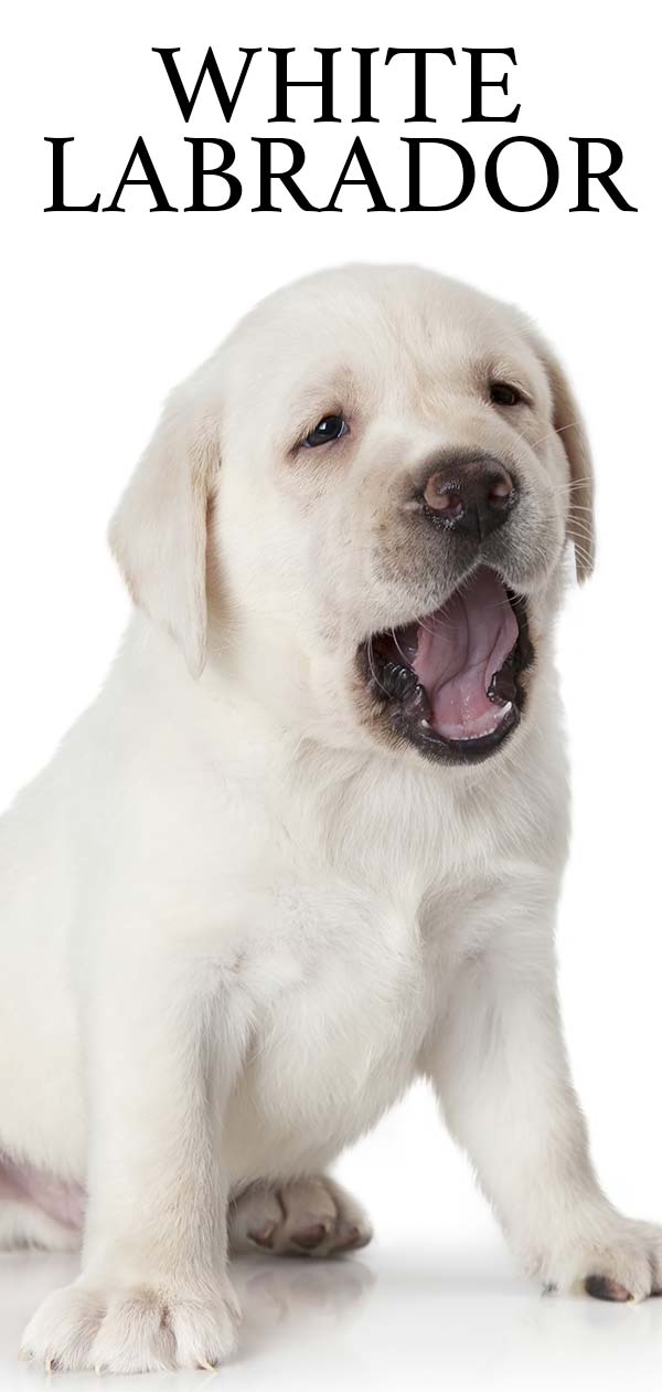 are white labradors healthy