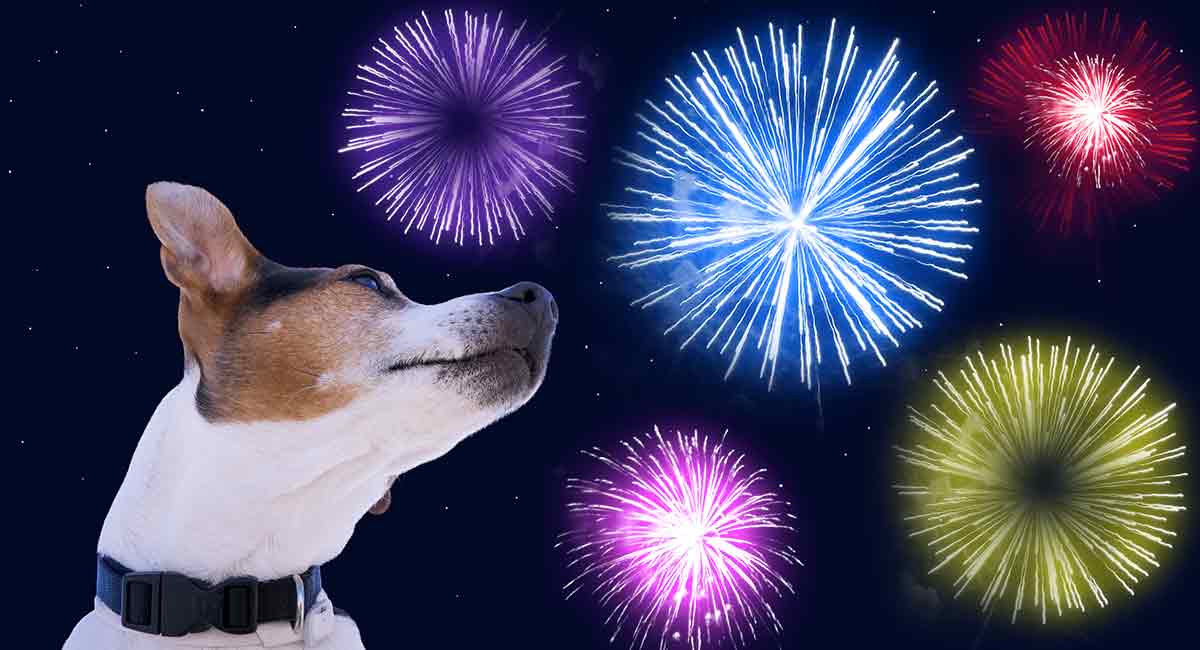 why are dogs afraid of fireworks