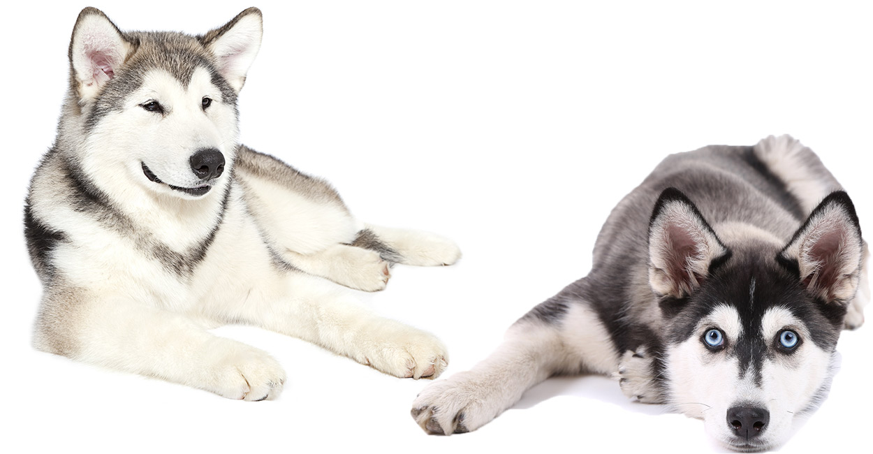 malamute husky comparison