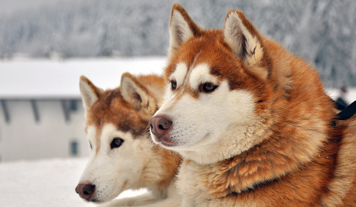 what makes a good sled dog