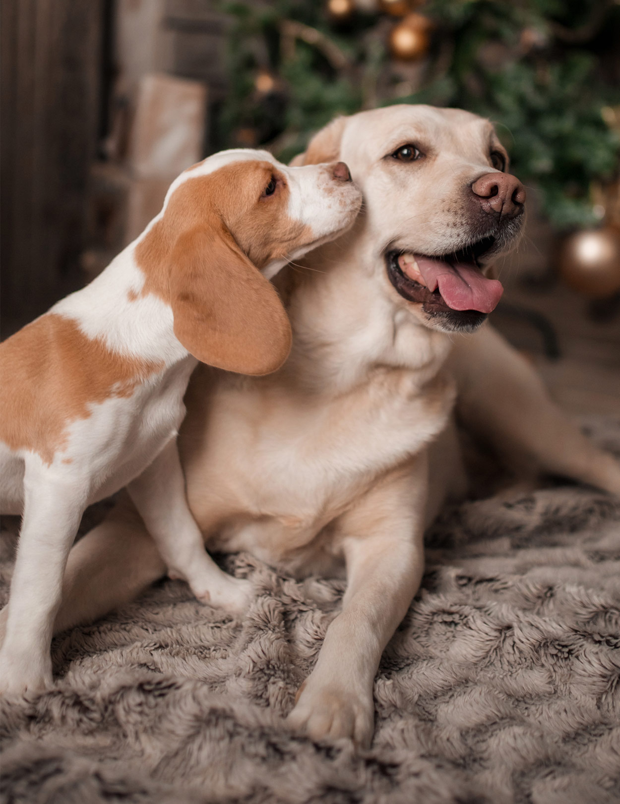 beagle and chocolate lab mix