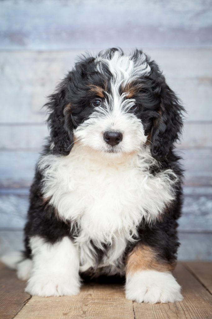 bernese mountain dog poodle mix size