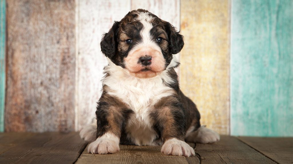 bernese mountain dog and standard poodle mix