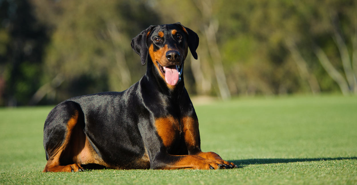 how much feed doberman puppy