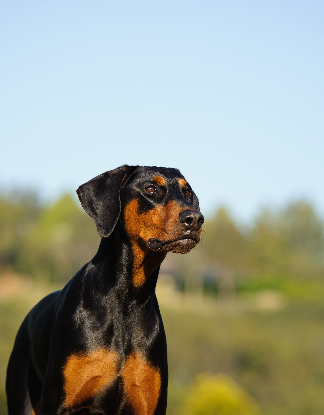 best dog food for doberman puppy 2018