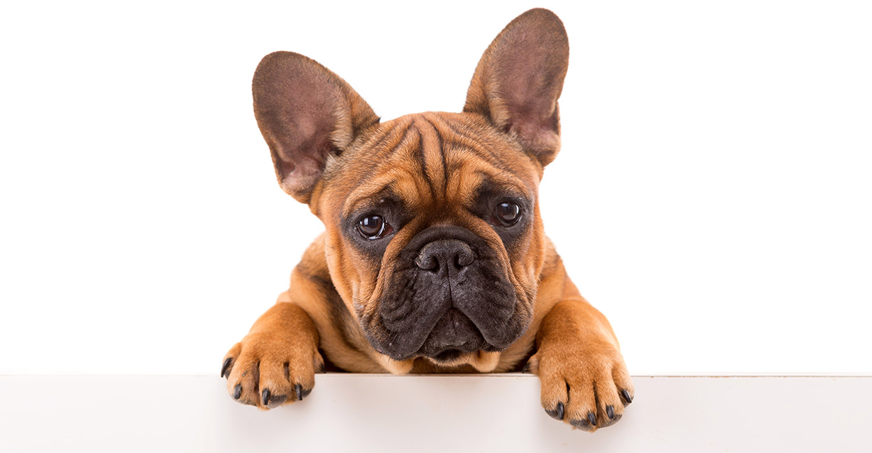 Best Food For French Bulldogs And Their Special Requirements