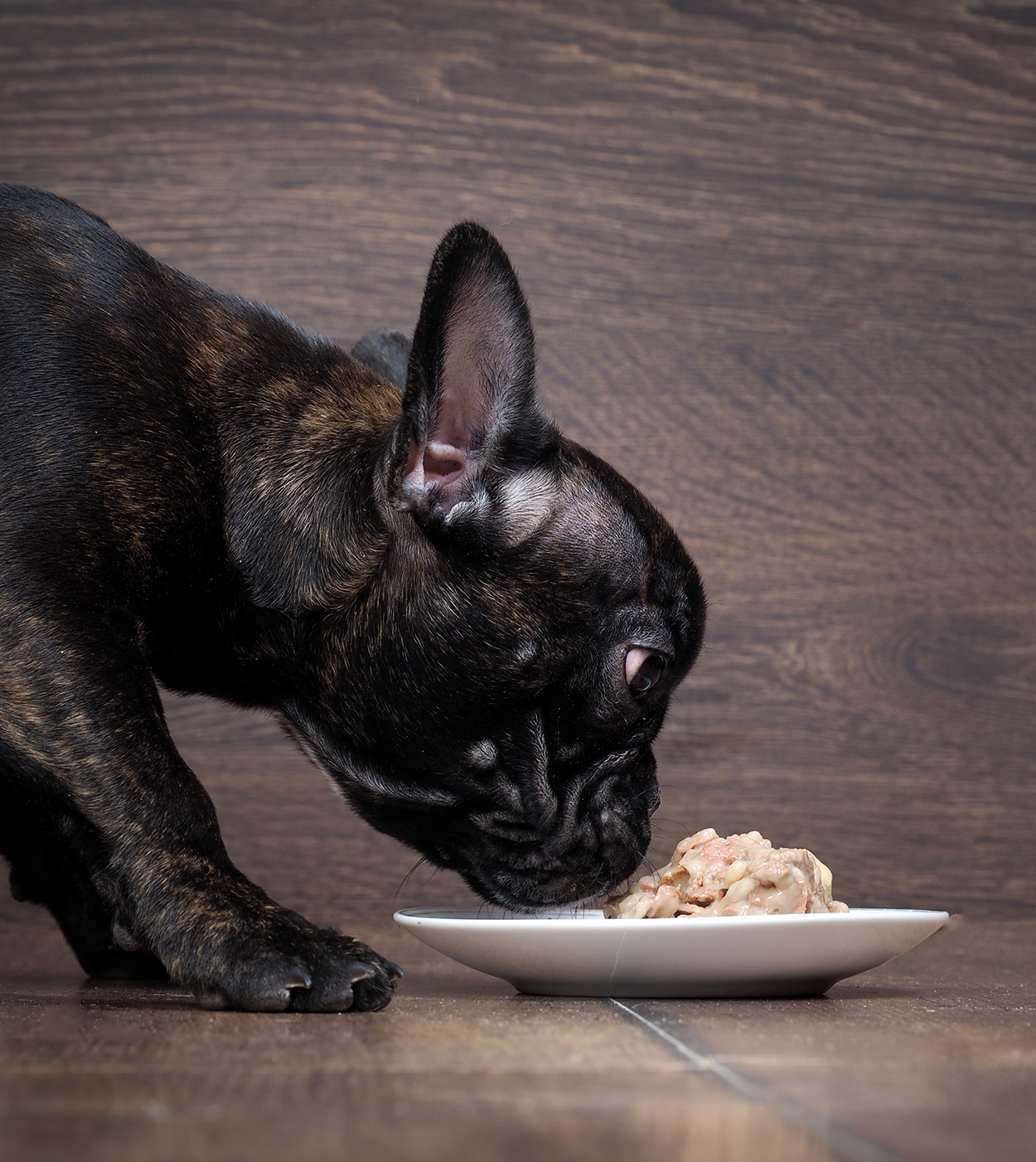 Best Food For French Bulldogs And Their Special Requirements