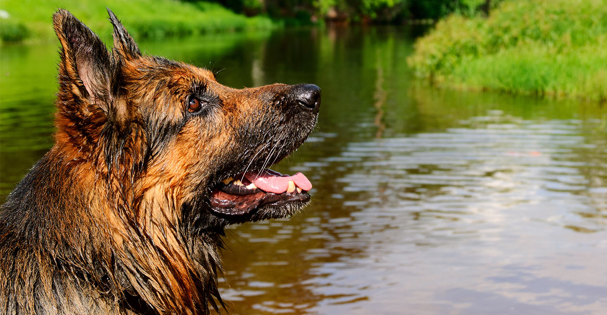 Best Shampoo For German Shepherd