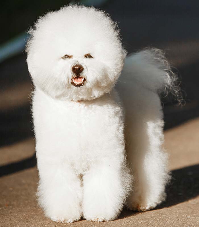 bichon frise teddy bear dog