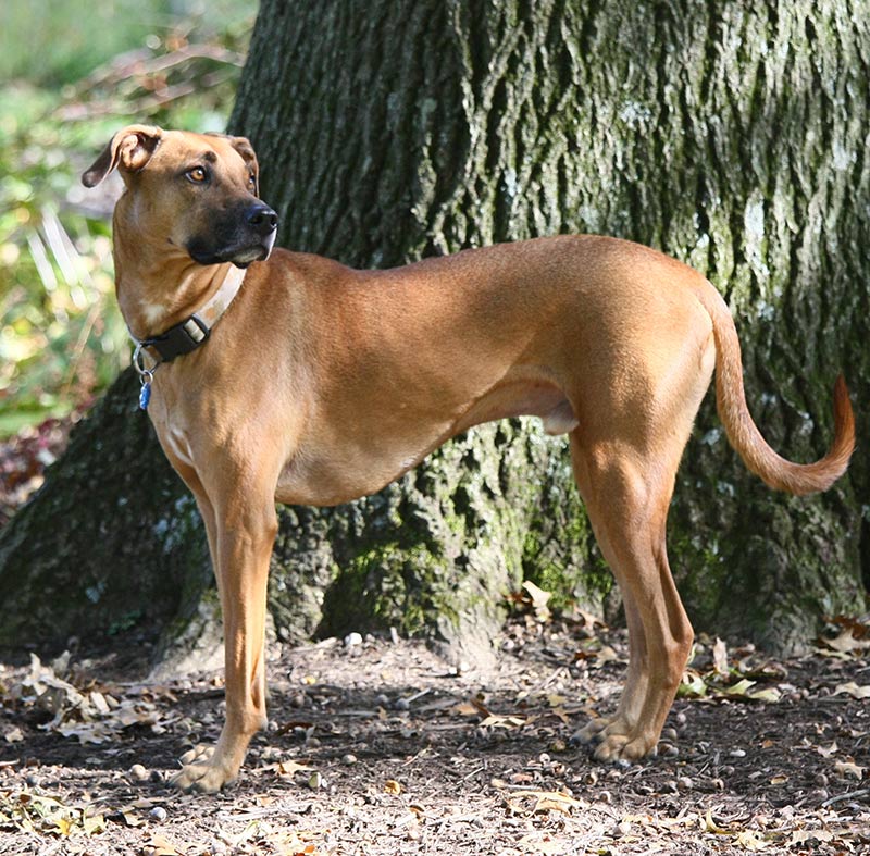 ridgeback cur