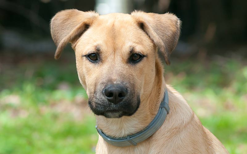 black mouth cur puppy