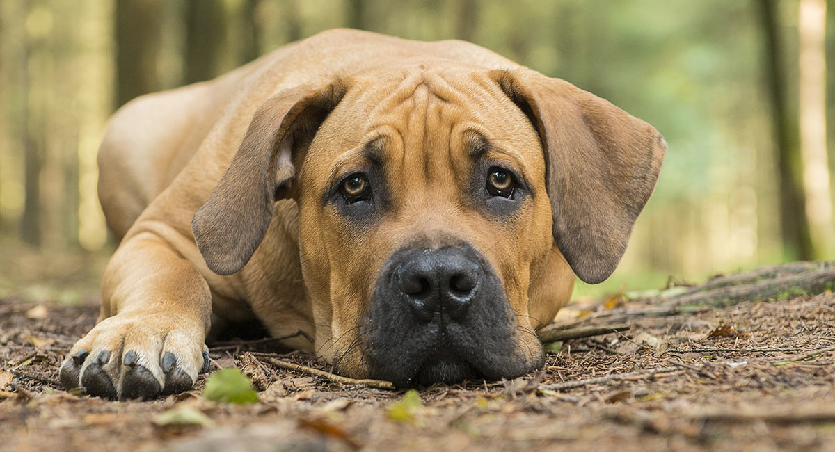 at what age is a boerboel full grown