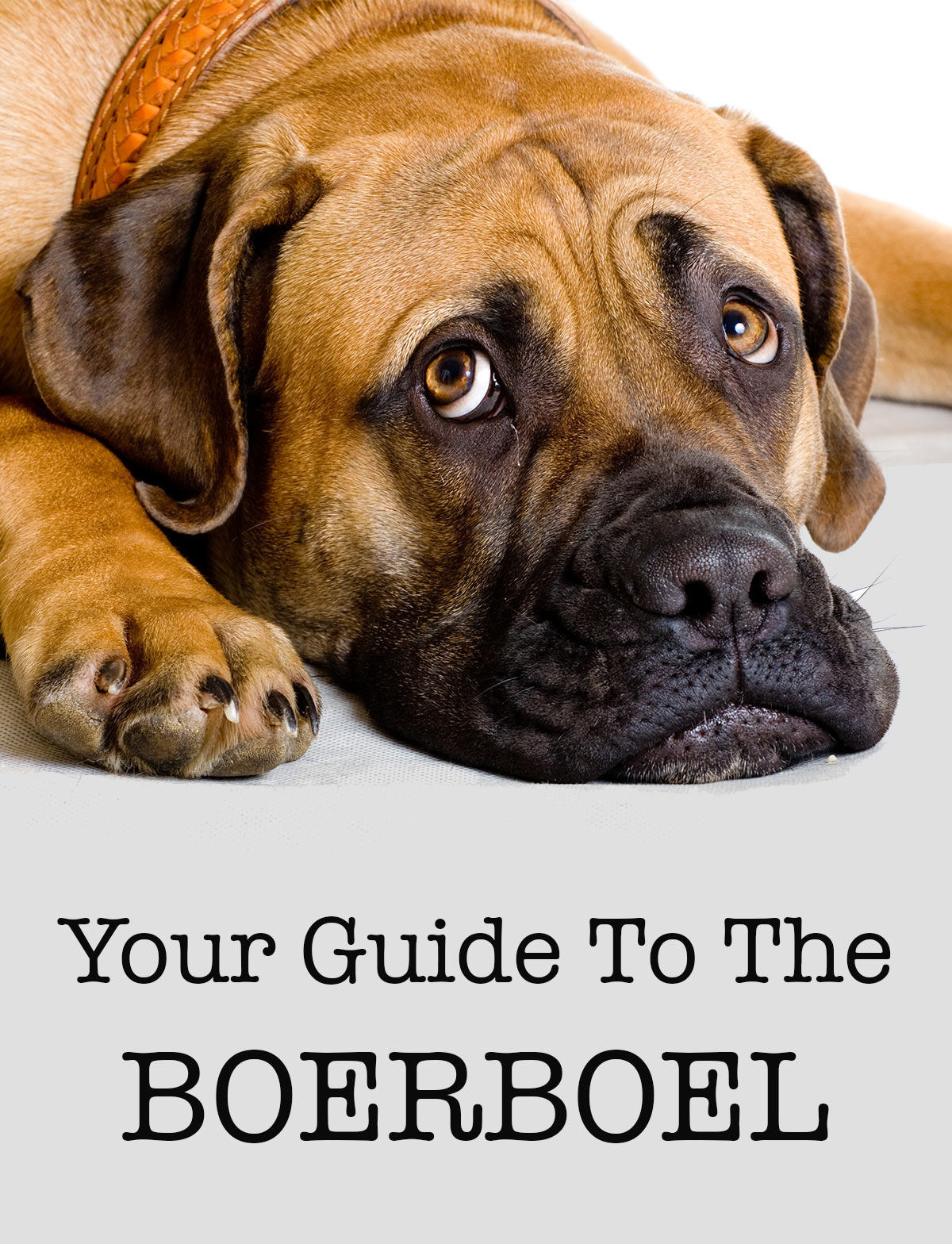 are boerboels aggressive