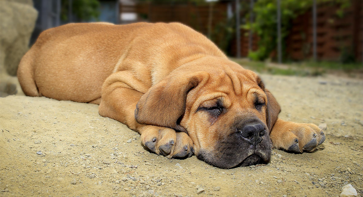 are boerboels smart