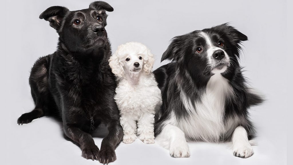 do border collies get haircuts